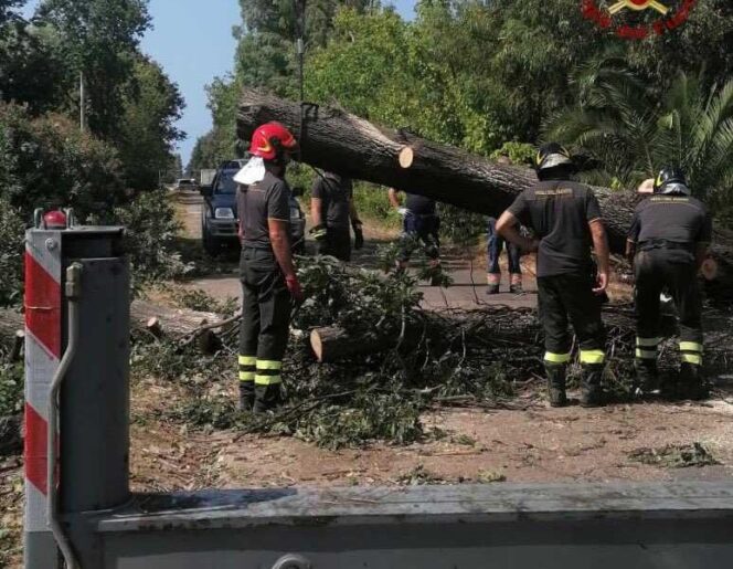 Tragedia Sfiorata A Sermoneta Un Pino Crolla Su Mezzi In Movimento