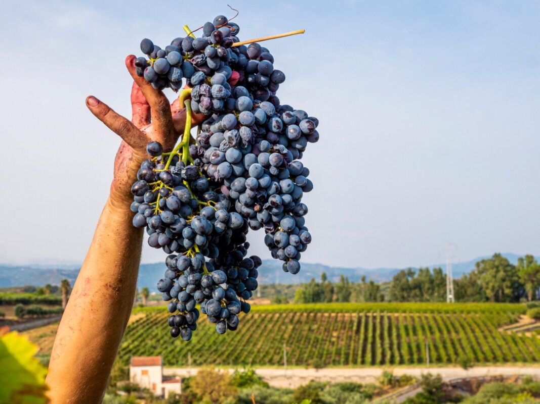 Vino E Cultura Siciliana Assovini Sicilia A Wine Paris 2025 Per