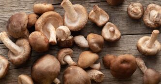 funghi shitake proprieta benefici e come utilizzarli in cucina 1