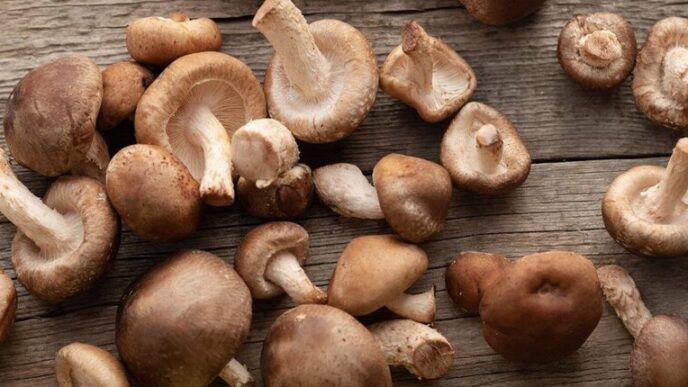 Funghi Shitake Proprieta Benefici E Come Utilizzarli In Cucina 1