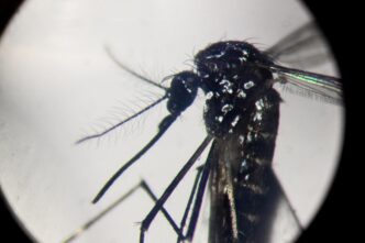 Aumentano i casi di Dengue in