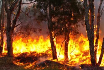 Arresto Per Incendio Doloso A