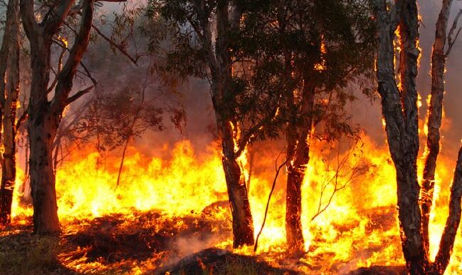 Arresto Per Incendio Doloso A