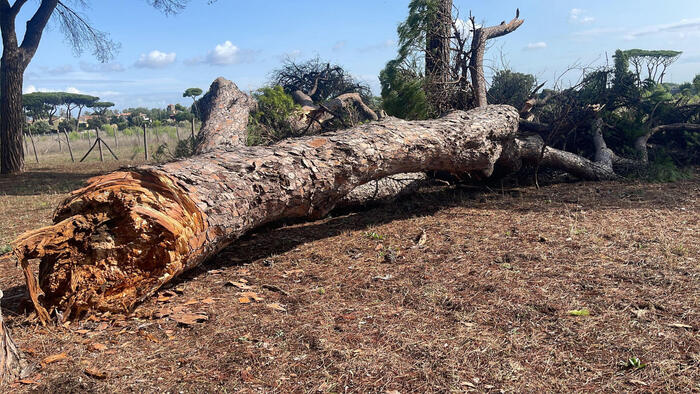 Fregene incendio nella pineta