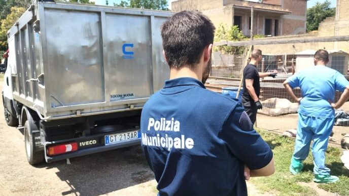 Allerta Peste Suina Ad Arzano