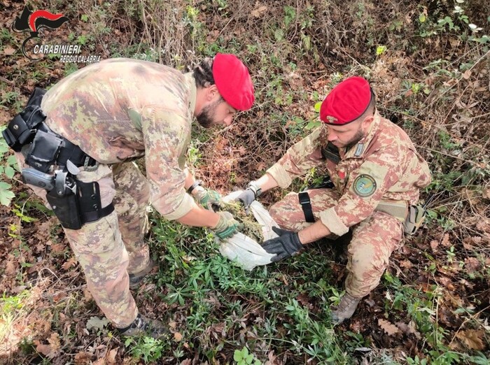 Carabinieri Scoprono Piantagio