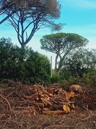 Cresce Lallerta Per La Pineta