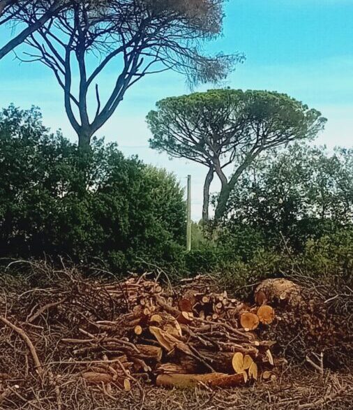 Cresce Lallerta Per La Pineta