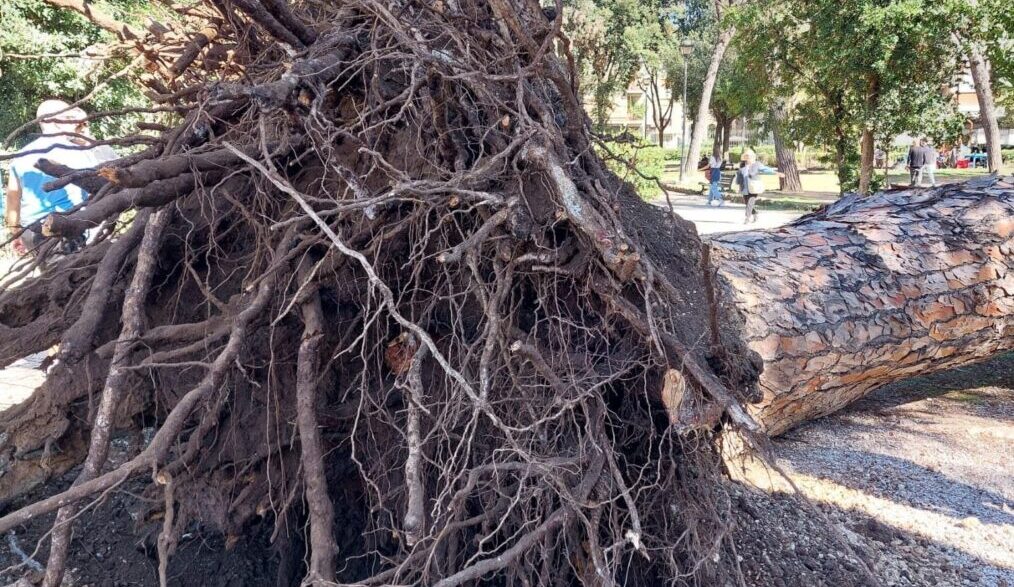 Crollo Di Un Albero A Villa La