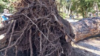 Crollo Di Un Albero A Villa La