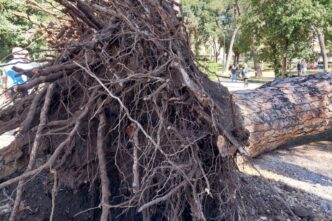 Crollo di un albero a Villa La