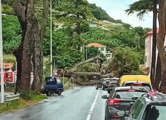 Crollo Di Un Grande Albero Sul