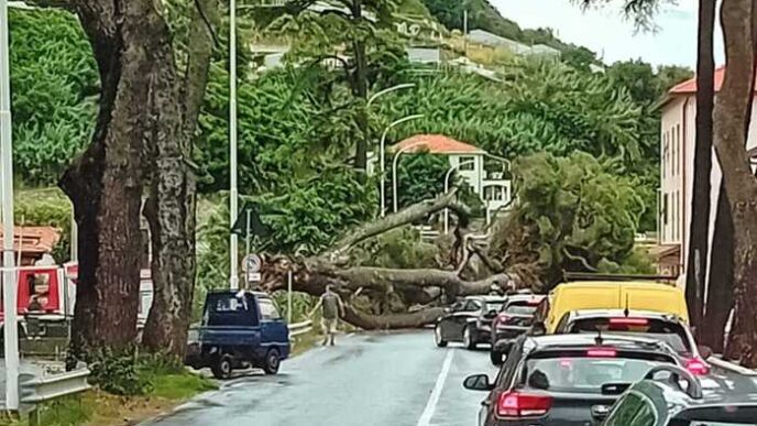 Crollo Di Un Grande Albero Sul