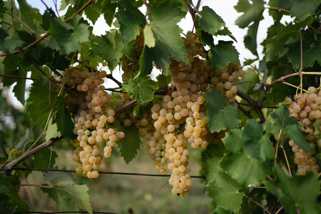 Due nuove tipologie di vino DO