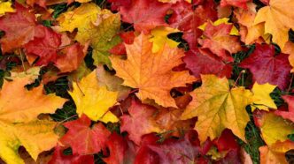 Foliage Autunno