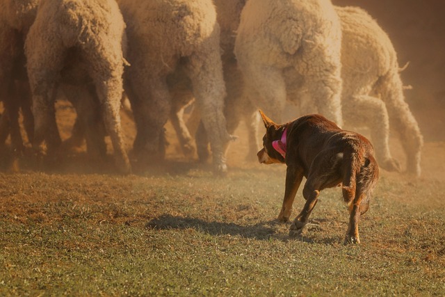 Kelpie Australiano Caratteris