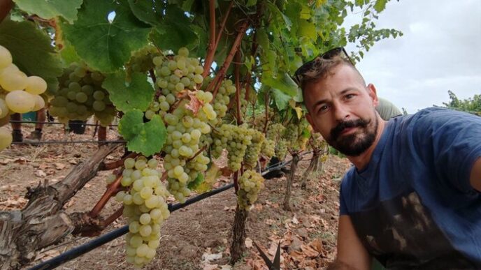 Larte della vendemmia Emanue