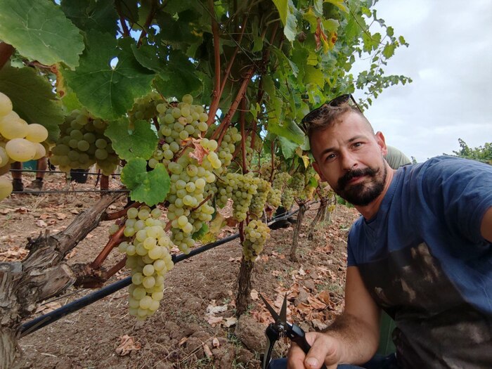 Larte della vendemmia Emanue