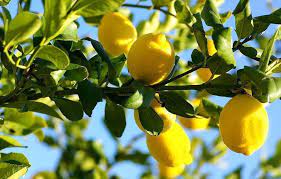 Lemon Tour A Siracusa Sosteni