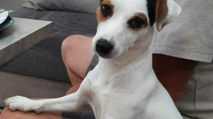 Lieto Fine Per Il Jack Russel