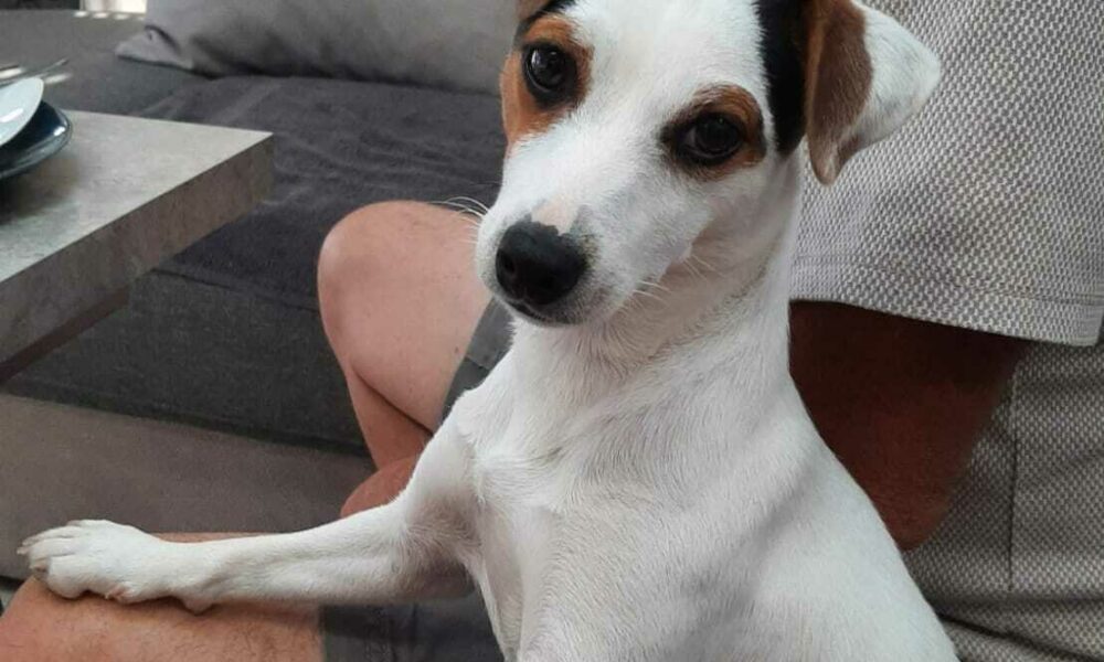 Lieto Fine Per Il Jack Russel