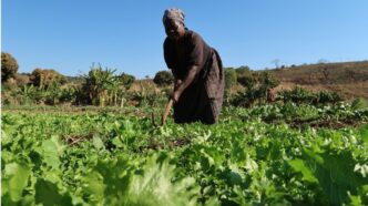 Mozambico Il Progetto Del Pia