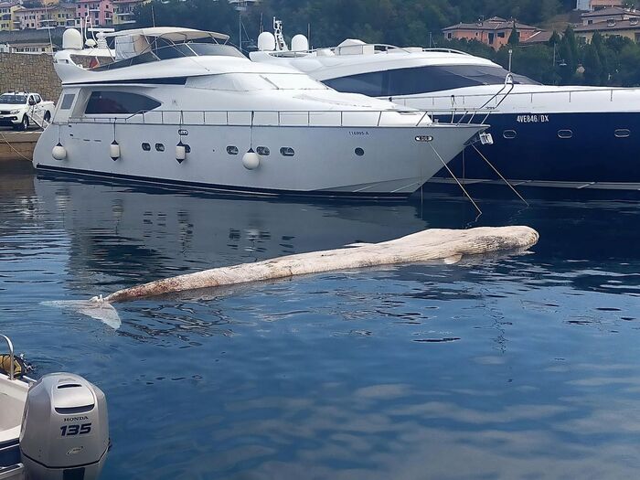 Muggia mistero sulla morte di