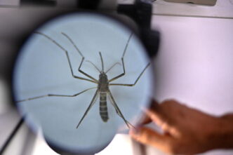 Nuovi casi di febbre Dengue a