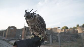 Pompei rapaci addestrati per