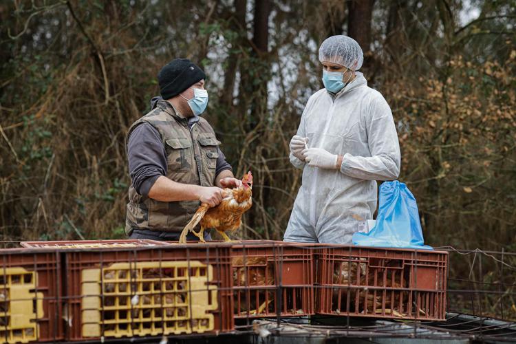 Primo caso umano di influenza