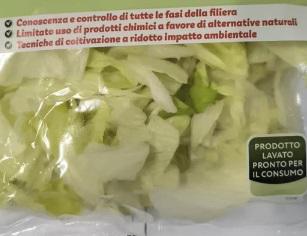 Richiamo Di Insalata Iceberg