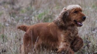 Tentato Rapimento Di Un Cane