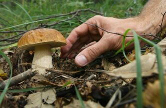 Tragico incidente nel bosco t