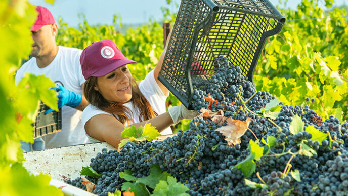 Vendemmia 2023 in Puglia calo