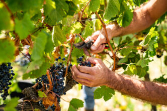 Vendemmia 2023 In Sicilia Ant