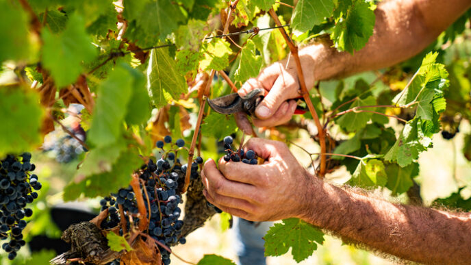 Vendemmia 2023 In Sicilia Ant