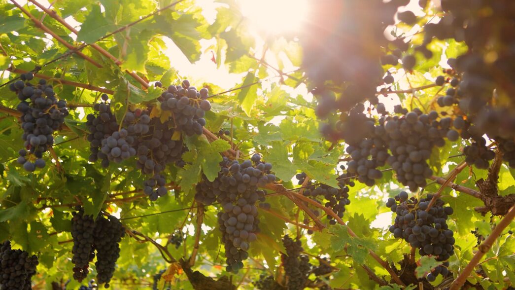 Vendemmia 2024 in Valpolicella