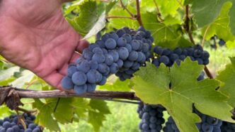 Vendemmia 2024 Nel Forlivese