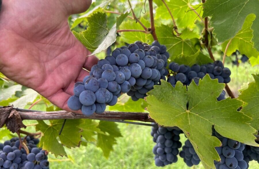 Vendemmia 2024 Nel Forlivese