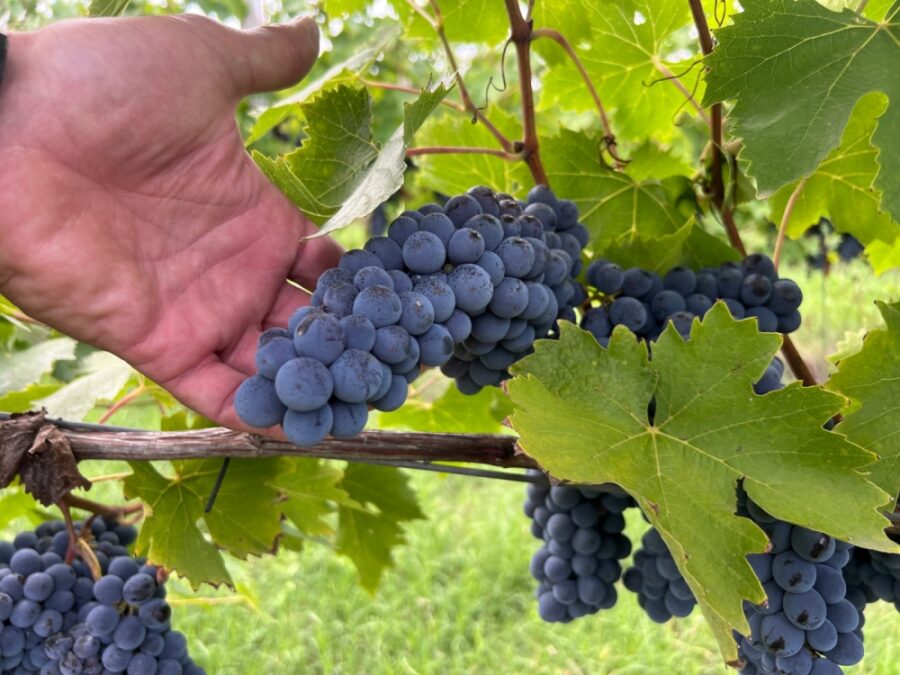 Vendemmia 2024 nel forlivese