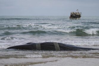 Verifica dei capodogli spiaggi