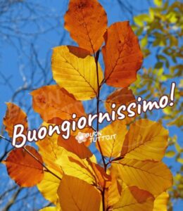 Immagini Buongiorno Autunnale Bellissime Foglie Faggio Cielo Azzurro 960X1110 1