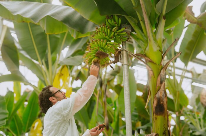 Chiquita presenta Yelloway One: il nuovo ibrido di banana resistente alle malattie fungine