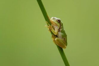 Crescente Attenzione Delle Azi