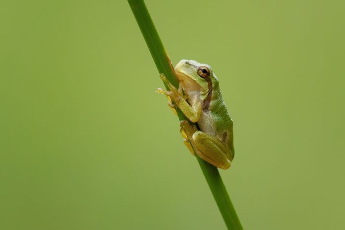 Crescente attenzione delle aziende italiane per la biodiversità: dati e opportunità