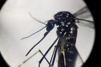 Focolaio di dengue in Italia