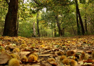 Il forest bathing3A un metodo n