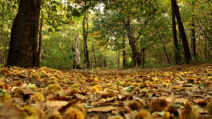 Il forest bathing3A un metodo n