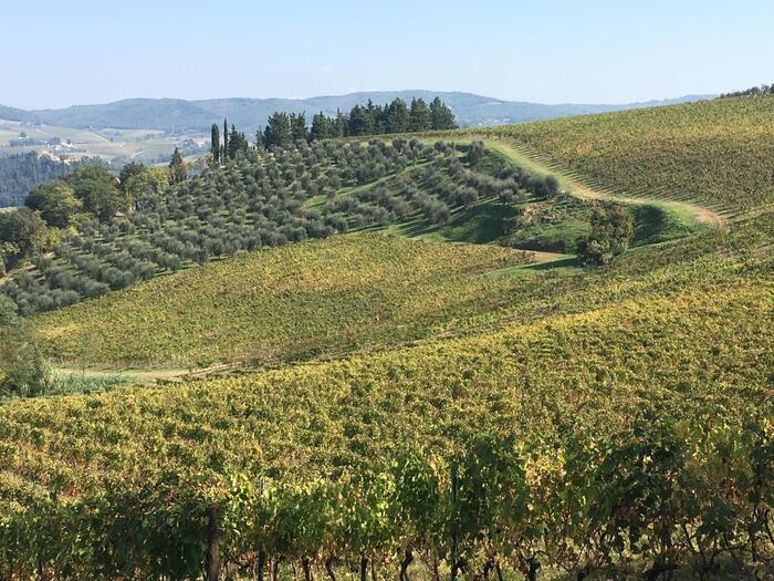 L’associazione dei giovani imprenditori vitivinicoli italiani abbraccia la campagna “VitaeVino” a Roma