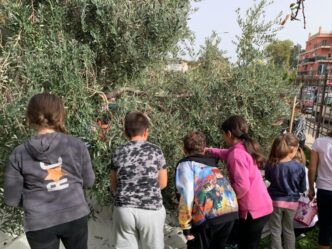 La Raccolta Delle Olive Alle28099Is